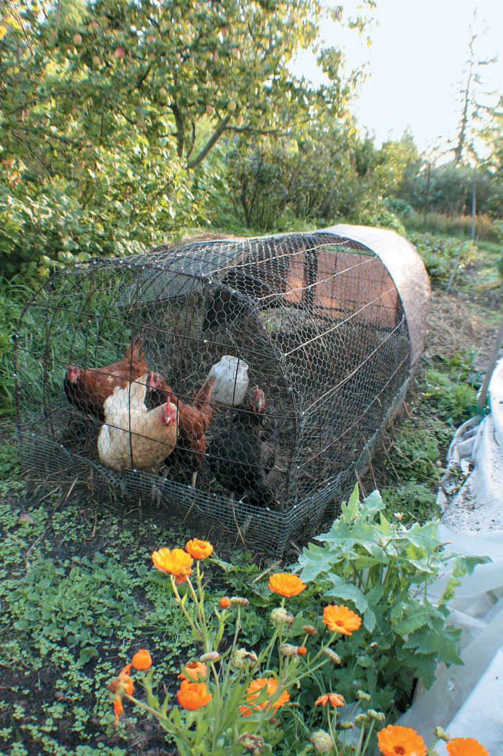 FreeRange Chicken Gardens How to Create a Beautiful, ChickenFriendly